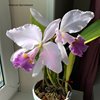 Cattleya gaskelliana coerulea(Seidel)